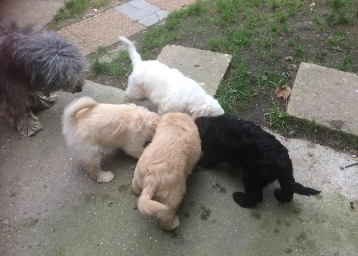 Rigofeszek Vendeghaz *