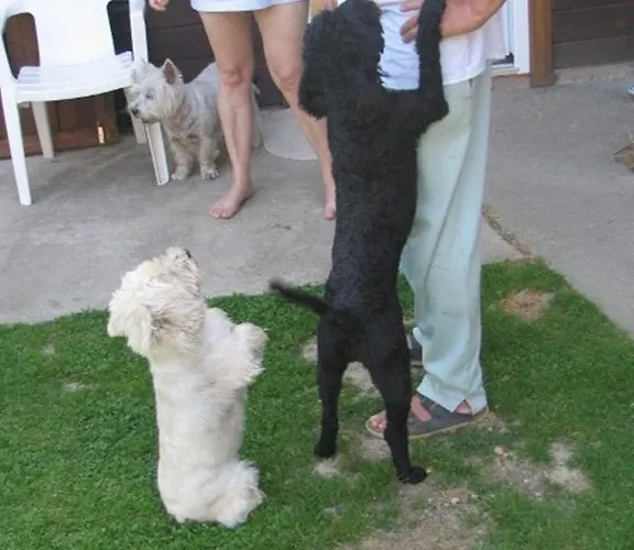 Rigofeszek Vendeghaz *