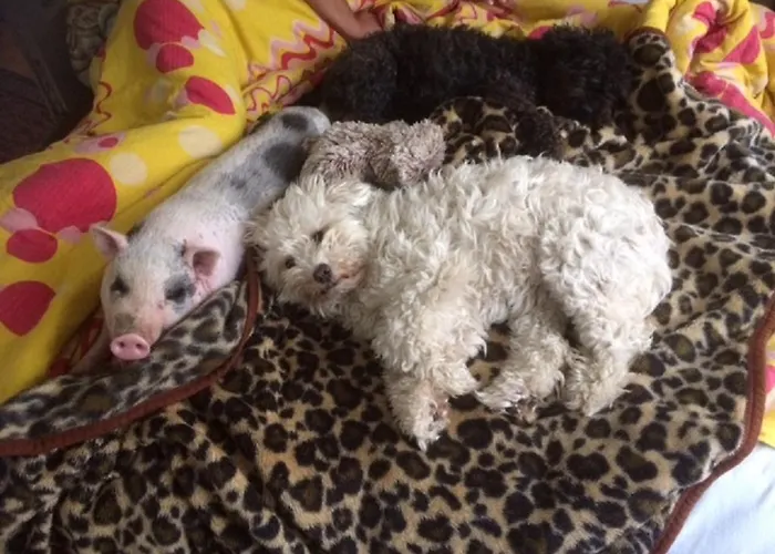 Rigofeszek Vendeghaz Apartamento *